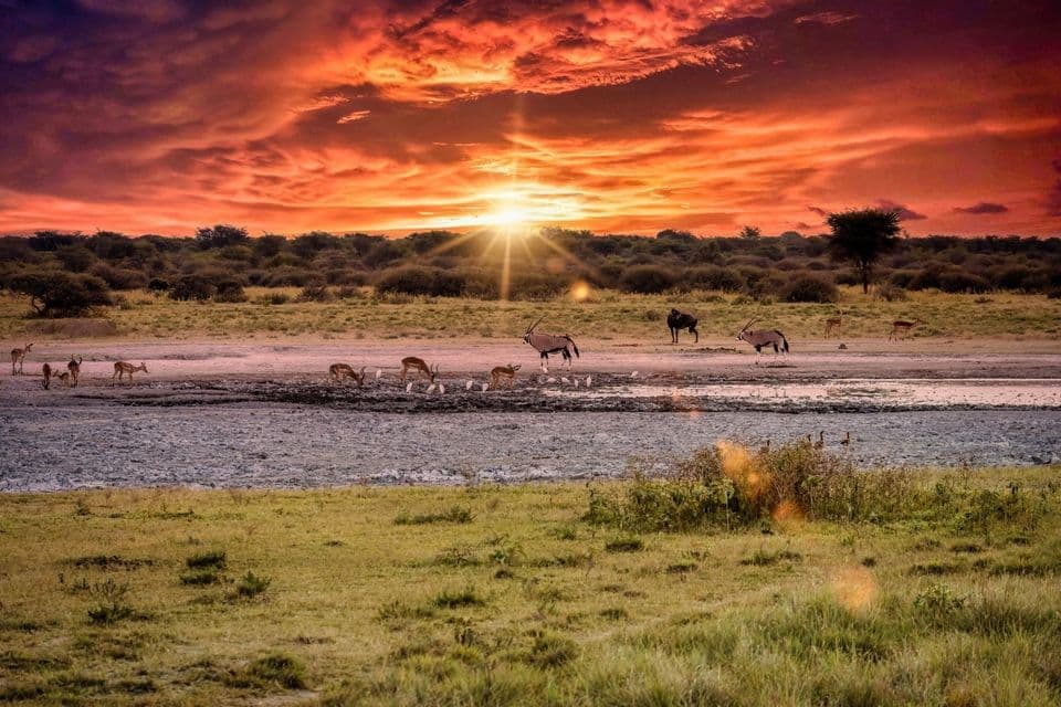 Oryx, Antilopen und andere Wildtiere versammeln sich an einem Wasserloch in einer Savanne unter einem leuchtend roten und orangefarbenen Sonnenuntergang.