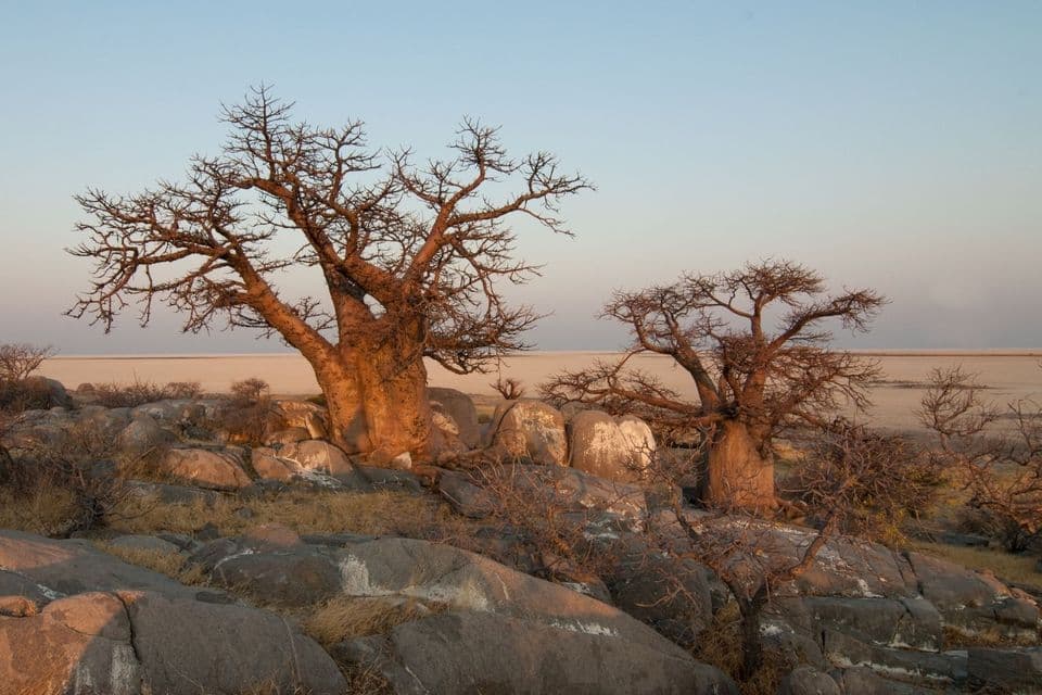 Zwei große, blattlose Baobab-Bäume stehen auf einem felsigen Vorsprung mit Blick auf eine weite Salpfanne unter klarem Himmel bei Sonnenuntergang.