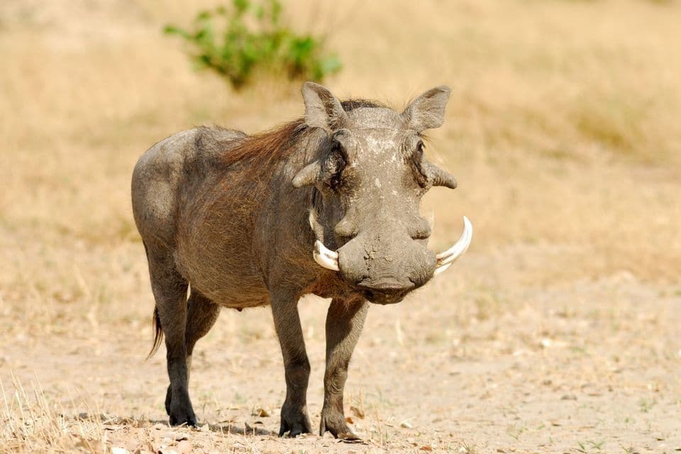 Ein Warzenschwein mit großen weißen Hauern steht auf einem trockenen Grasfeld und blickt in die Kamera.