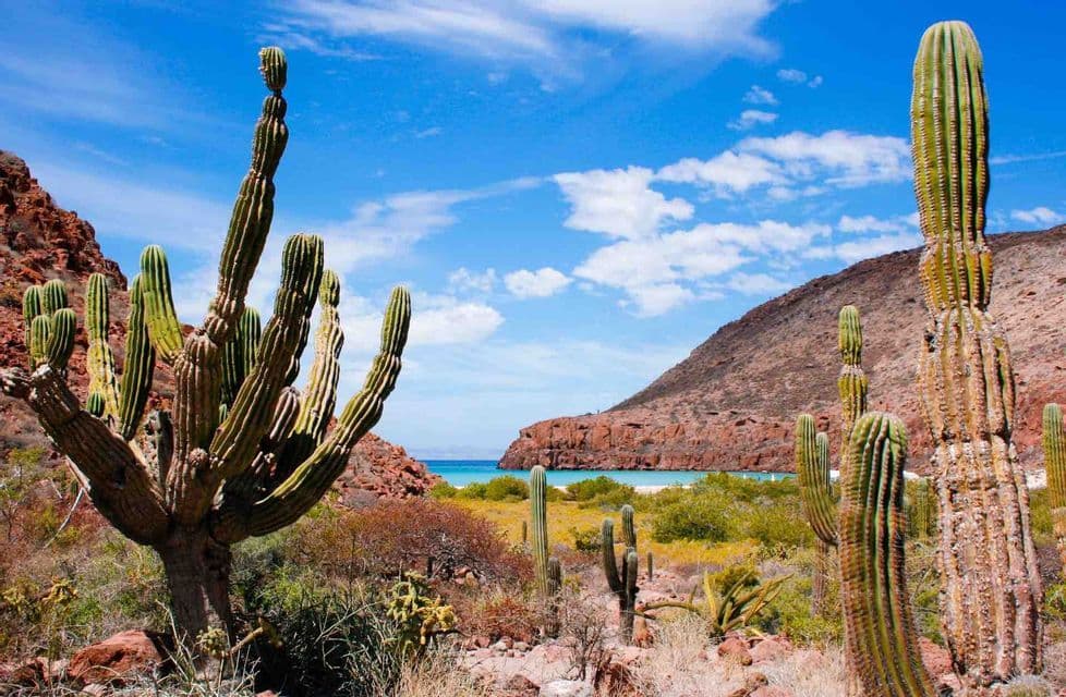 Alti cactus cardon si ergono in un paesaggio desertico con colline rocciose che si affacciano su una baia dalle acque turchesi sotto un cielo blu.