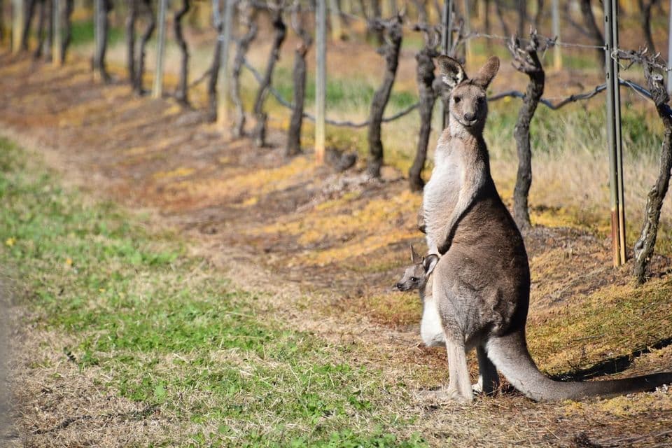 Une mère kangourou et son petit, la tête dépassant de sa poche, se tiennent dans un champ herbeux, près d'une rangée de vignes nues.