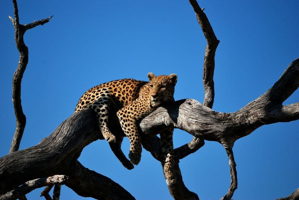 Ein Leopard ruht auf einem dicken, kahlen Ast und blickt den Betrachter vor einem klaren blauen Himmel an.