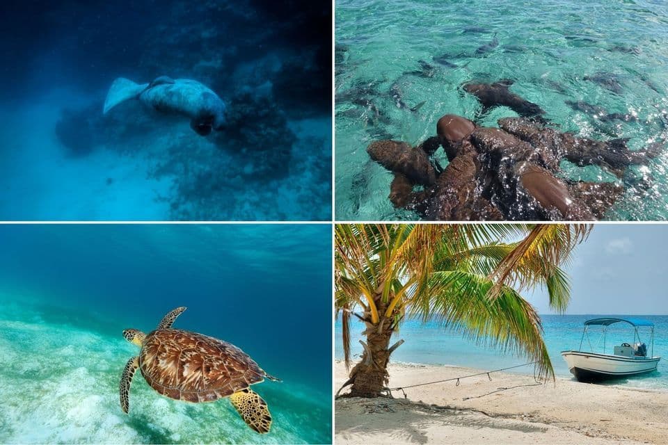 Eine Vier-Bilder-Collage tropischer Meerestiere: eine Seekuh, Ammenhaie, eine Meeresschildkröte und ein Boot an einem Sandstrand.
