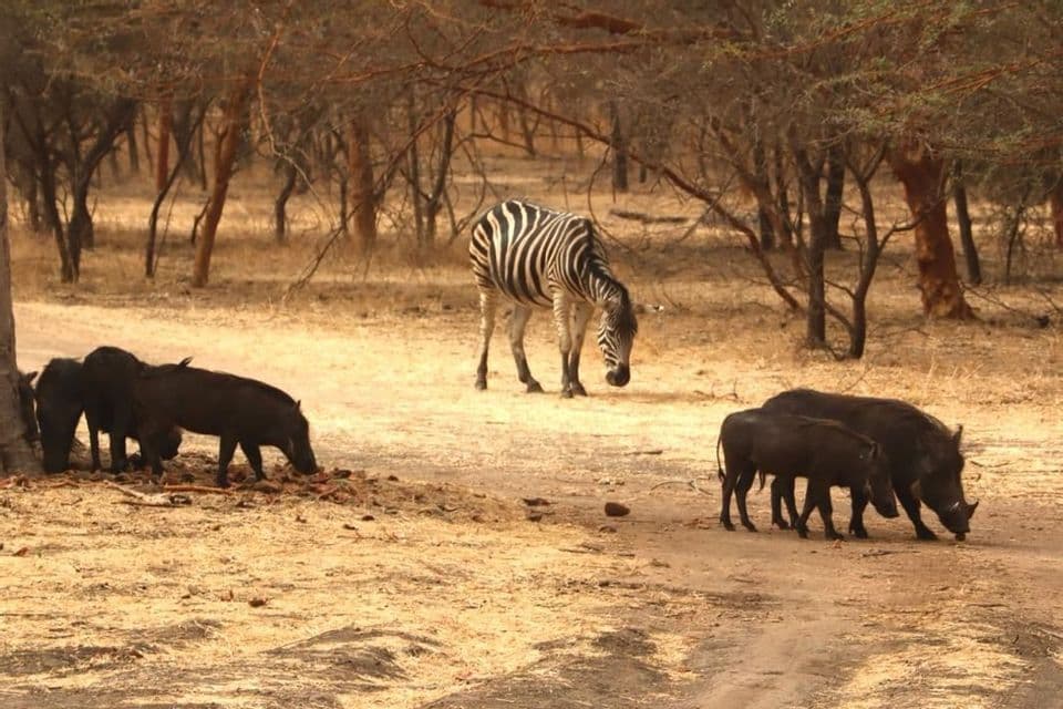 Ein Zebra grast im Hintergrund, während Gruppen von Warzenschweinen auf dem trockenen, sandigen Boden in einem bewaldeten Gebiet Nahrung suchen.
