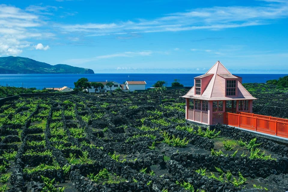 Un gazebo rosa si affaccia su un vigneto di viti verdi che crescono tra muri di roccia vulcanica nera, con l'oceano blu e un'isola in lontananza.