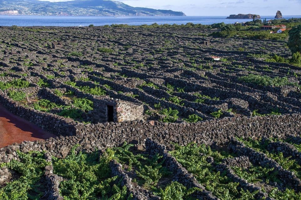 Un paesaggio di vigneti con viti verdi che crescono in appezzamenti sezionati da muri in pietra scura, con l'oceano sullo sfondo.