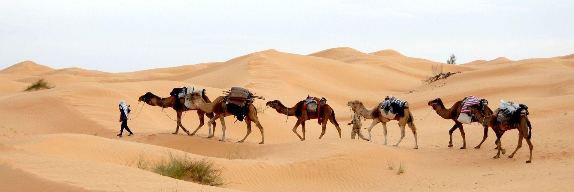 Una persona guida una carovana di cinque cammelli carichi di bagagli attraverso le vaste dune di sabbia del deserto.