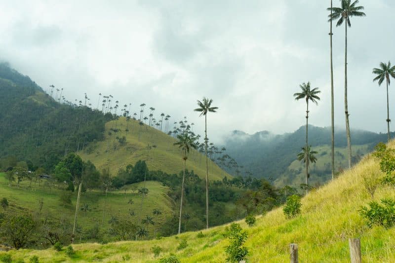 Very tall, thin palm trees dot a valley of rolling green hills under an overcast sky.