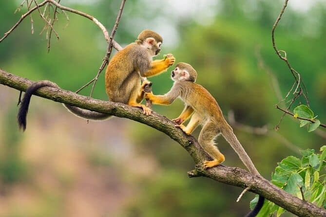 Two small squirrel monkeys interacting on a tree branch, one sits holding food while the other reaches up towards it.