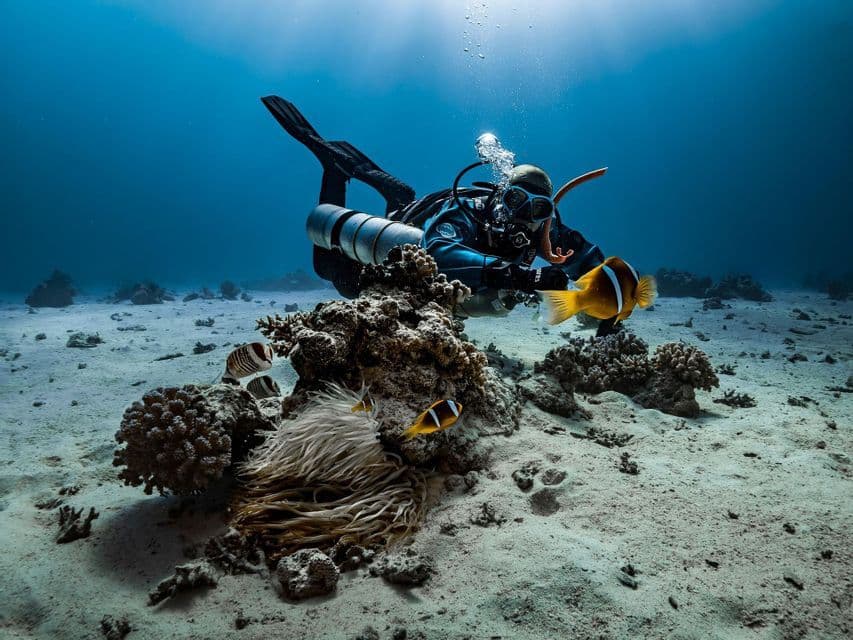 Un buceador completamente equipado flota sobre el fondo marino arenoso, observando varios peces payaso nadando alrededor de un arrecife de coral y una anémona marina.