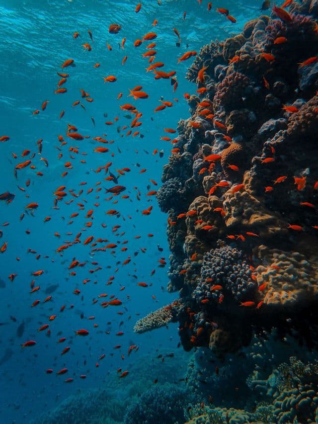 Un banco de pequeños peces naranjas nada junto a una gran formación de coral en aguas azules cristalinas.
