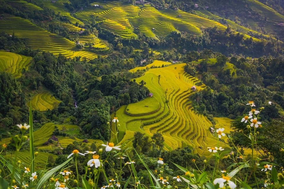 An expansive view of golden rice terraces covering rolling green hills, with white wildflowers in the foreground.