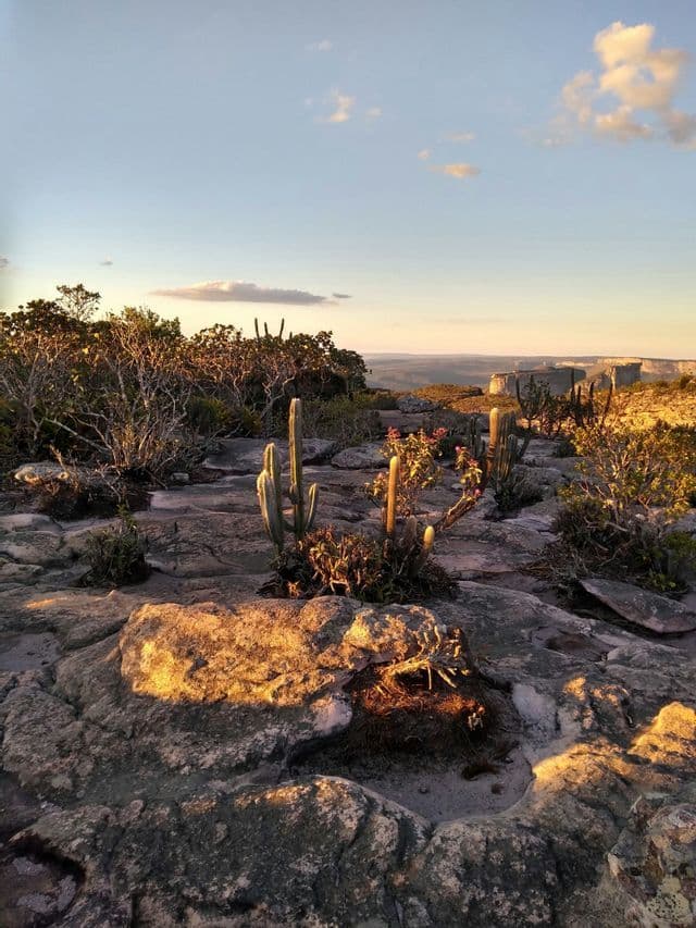Luce dorata del tramonto illumina cactus e arbusti che crescono su un paesaggio roccioso con altipiani visibili in lontananza sotto un cielo azzurro.