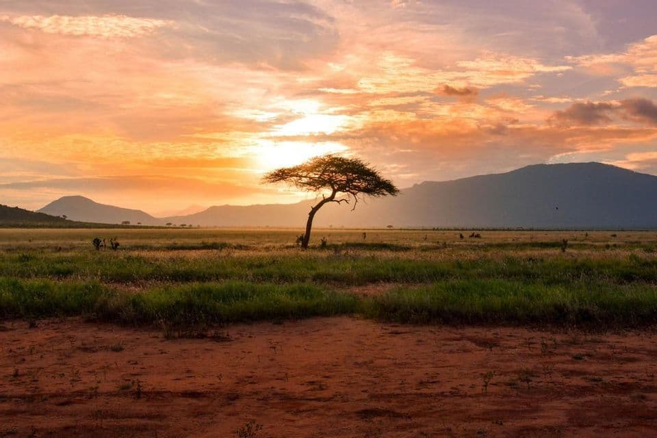 Un albero di acacia solitario si staglia contro un tramonto dorato in una vasta savana con montagne sullo sfondo.