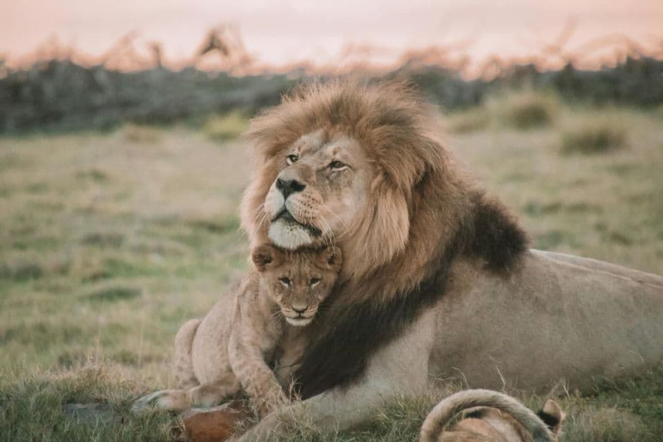 Un leone maschio adulto con una folta criniera giace con un cucciolo rannicchiato contro il suo petto in un campo erboso al crepuscolo.