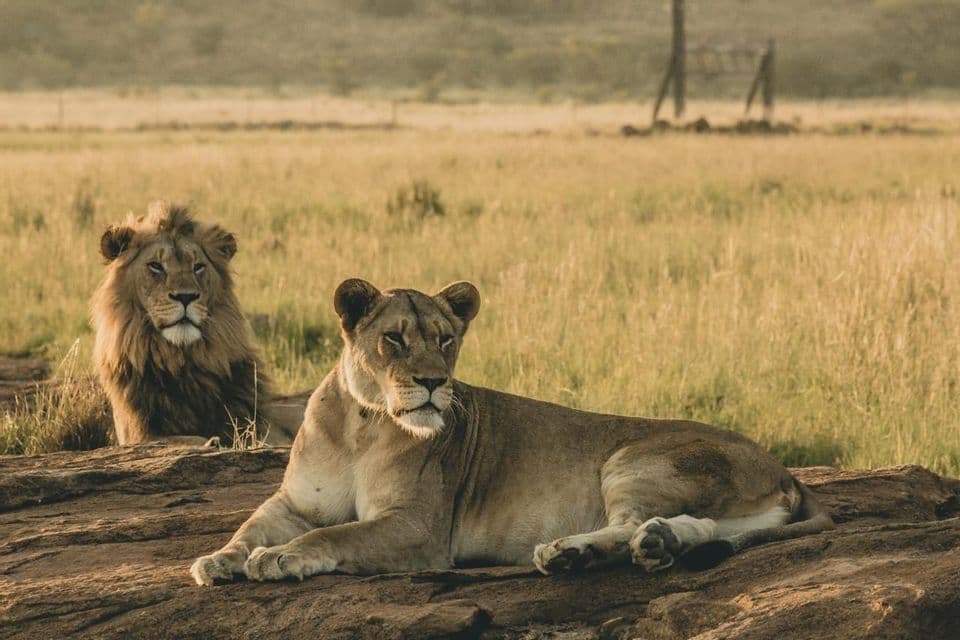 Una leonessa riposa su una grande roccia in primo piano, con un leone maschio seduto dietro di lei in una savana erbosa.