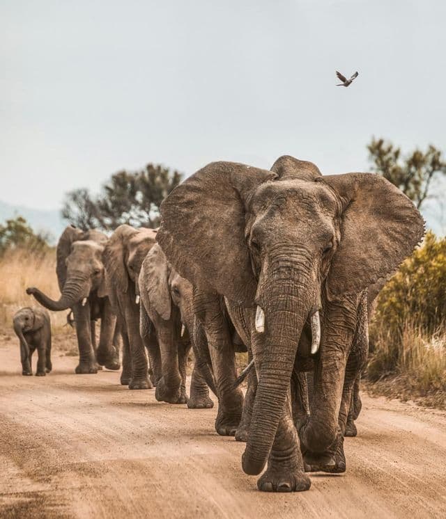 Un branco di elefanti, incluso un cucciolo, cammina in fila indiana su una strada sterrata attraverso la savana.