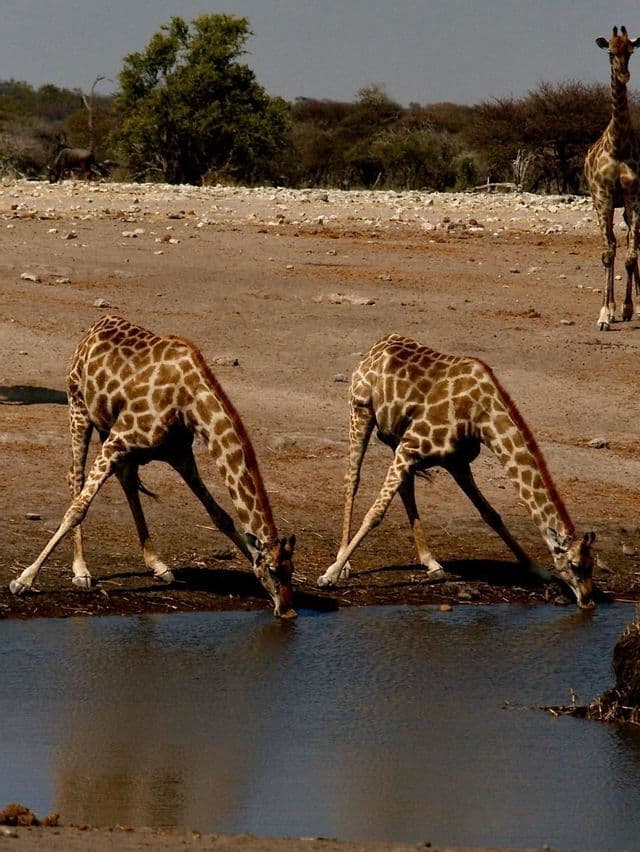 Due giraffe si chinano con le zampe divaricate per bere da una pozza d'acqua nella savana, con una terza giraffa in piedi sullo sfondo.