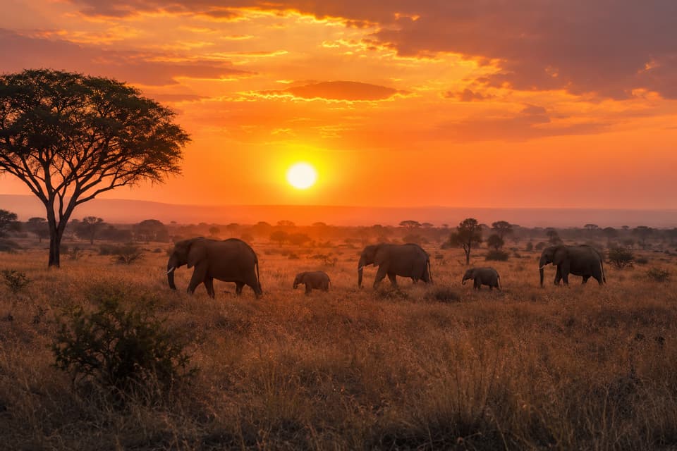Una mandria di elefanti con i cuccioli attraversa una savana al tramonto sotto un cielo arancione vibrante.