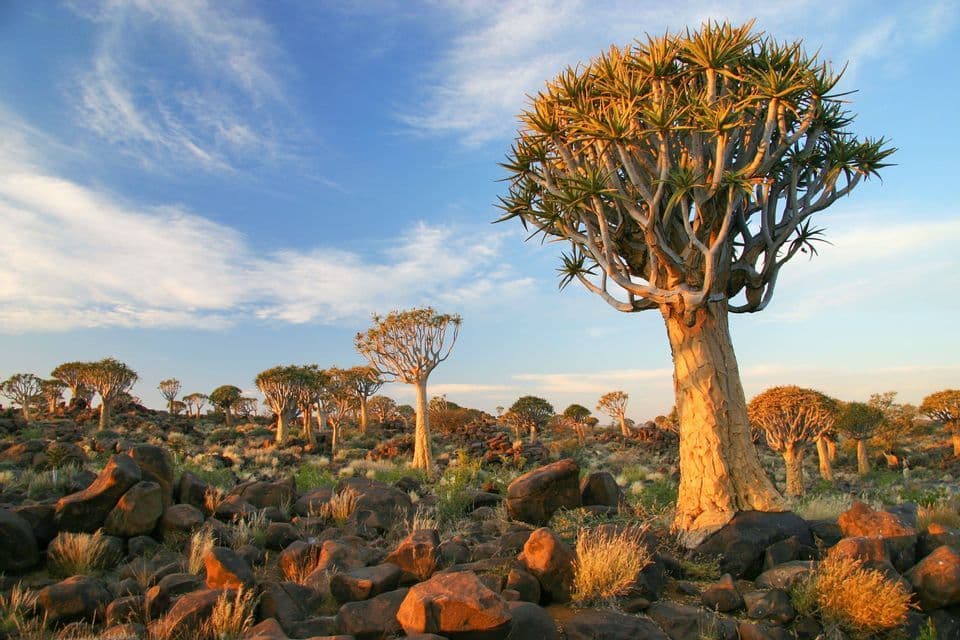 Quiver trees stand on a rocky hillside illuminated by golden sunlight under a blue sky with wispy clouds.