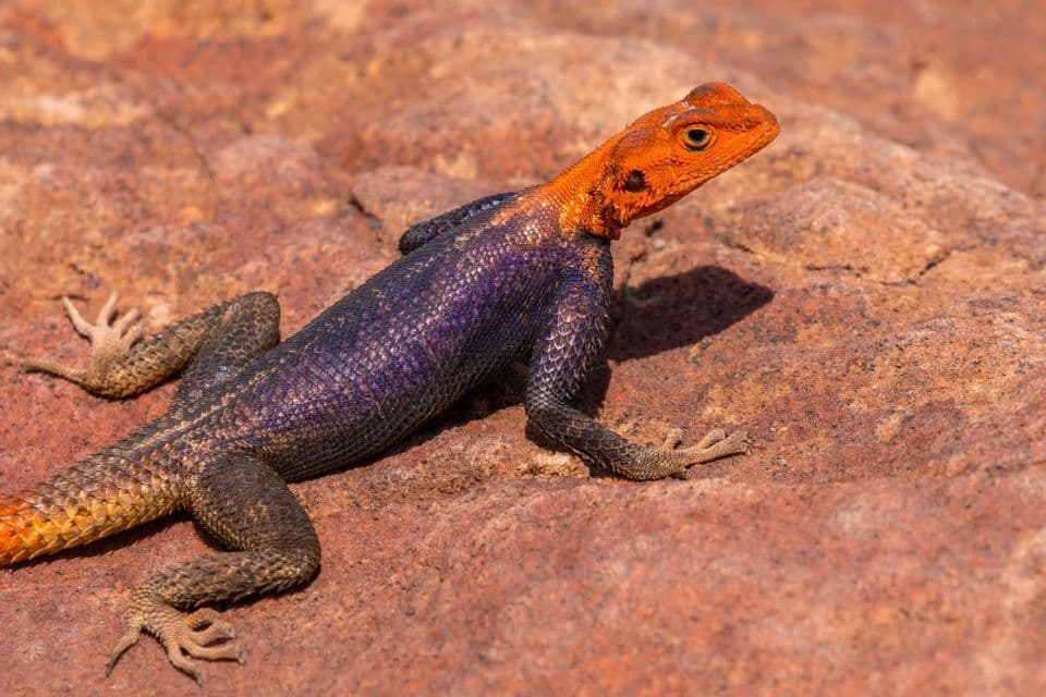 A colorful lizard with a bright orange head and purple body rests on a reddish, textured rock.