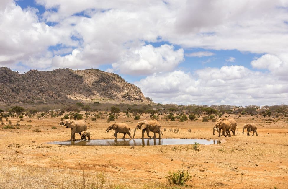 Eine Elefantenherde mit einem Kalb wandert an einer kleinen Wasserstelle in einer trockenen Savanne mit Bergkulisse vorbei.