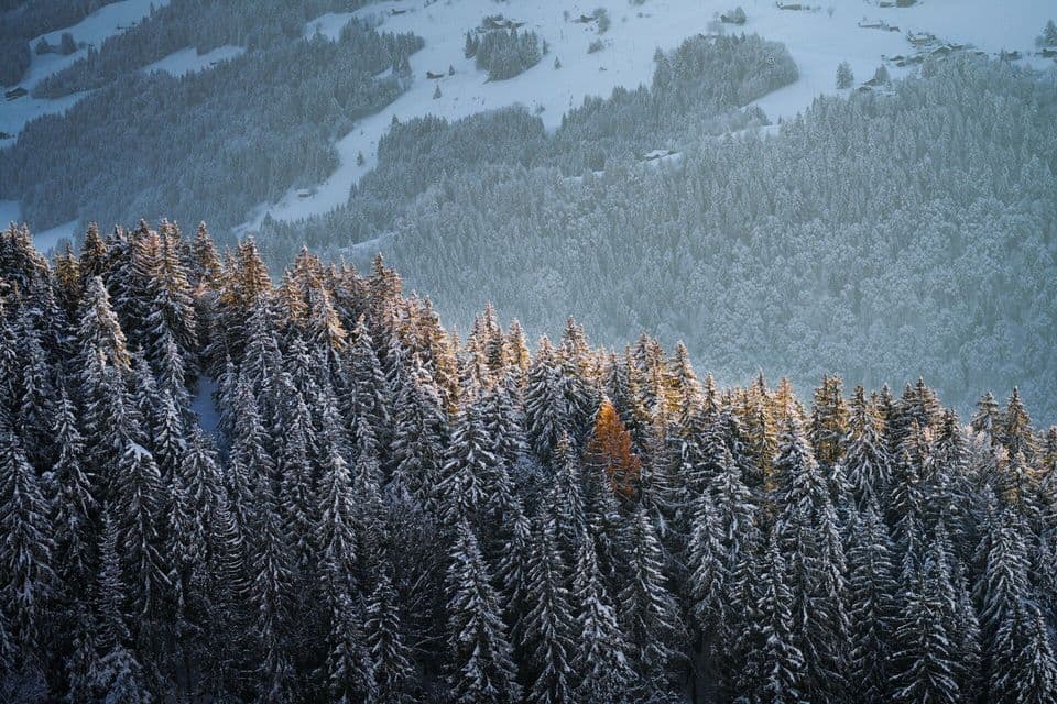La lumière dorée du soleil illumine les cimes d'une forêt de pins dense et enneigée sur un vaste flanc de montagne.