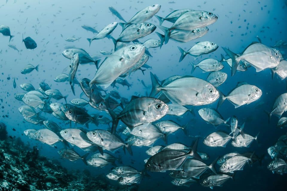 An underwater view of a large school of silver fish swimming together in deep blue water above a dark reef.