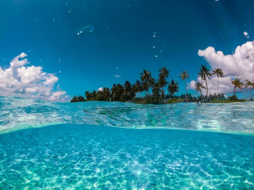 A split-level underwater and overwater view of a tropical island with palm trees and clear turquoise sea.