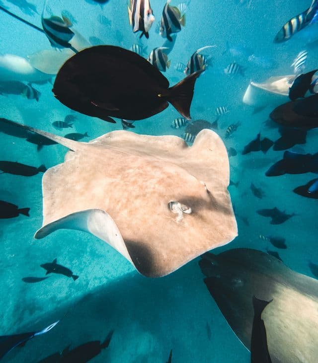 An underwater view of a large stingray swimming upwards among schools of tropical fish in clear blue water.