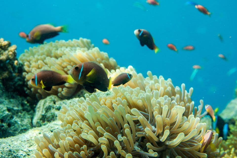 Anemonefish with blue stripes and yellow tails swim above a sea anemone on a coral reef.
