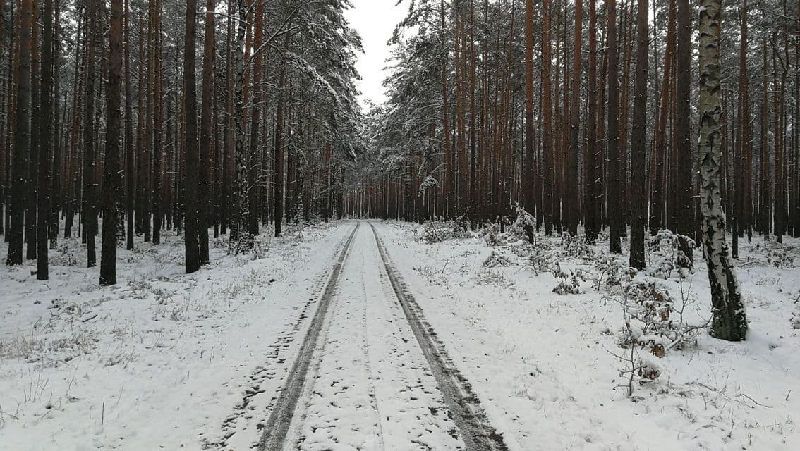 Une route enneigée avec des traces de pneus traverse une forêt dense de grands pins.