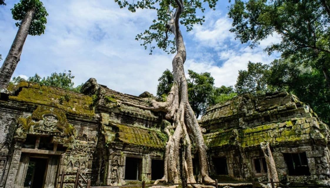 Un grande albero con radici spesse cresce sulla cima di un'antica rovina di tempio in pietra coperta di muschio sotto un cielo blu.