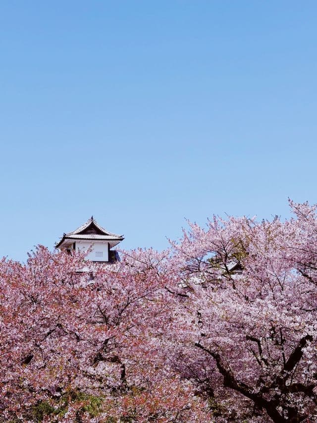 Eine weiße japanische Pagode lugt über rosafarbene Kirschblütenbäume unter einem klaren blauen Himmel hervor.