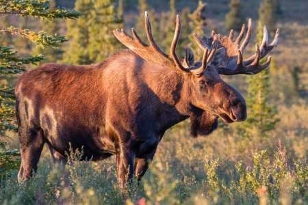 Un grande alce maschio con corna imponenti si erge in un prato soleggiato con una foresta sullo sfondo.