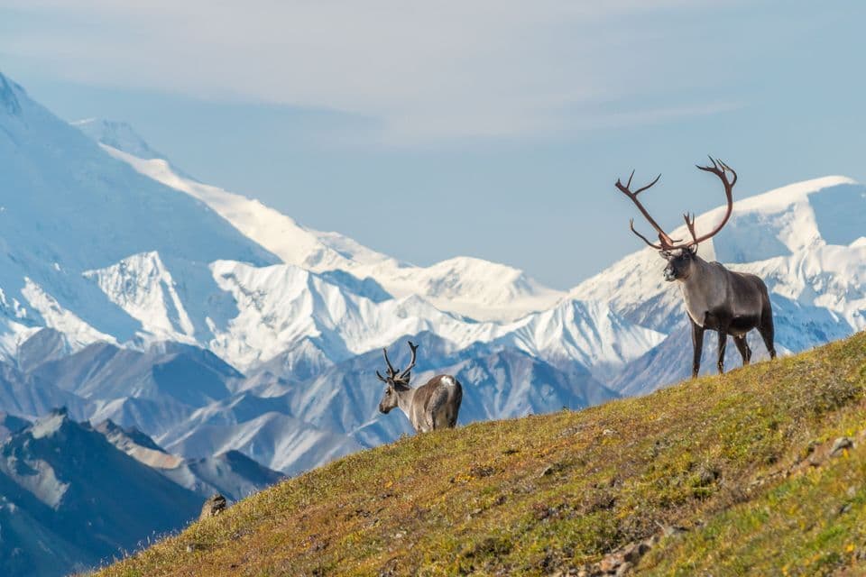 Due caribù su una collina erbosa, con una vasta catena montuosa innevata sullo sfondo.