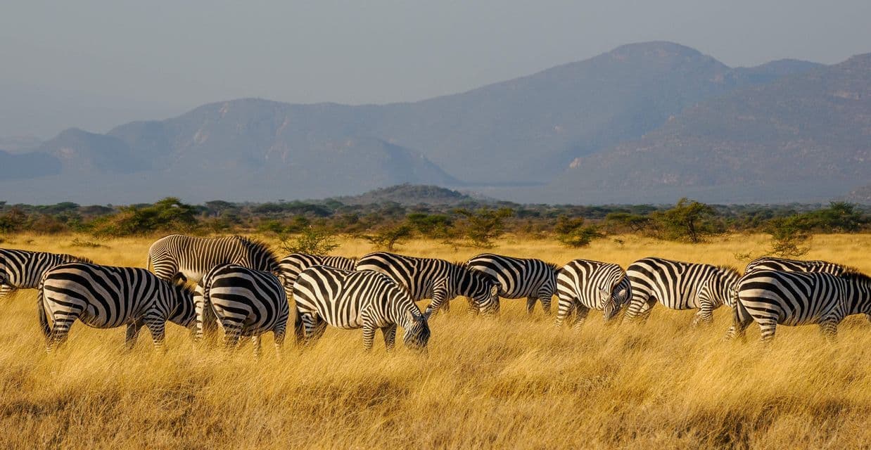 A herd of zebras grazing in a golden, grassy field with mountains in the background during daytime.