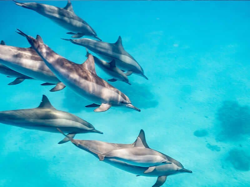 An overhead view of a pod of dolphins swimming together in clear, bright turquoise ocean water.