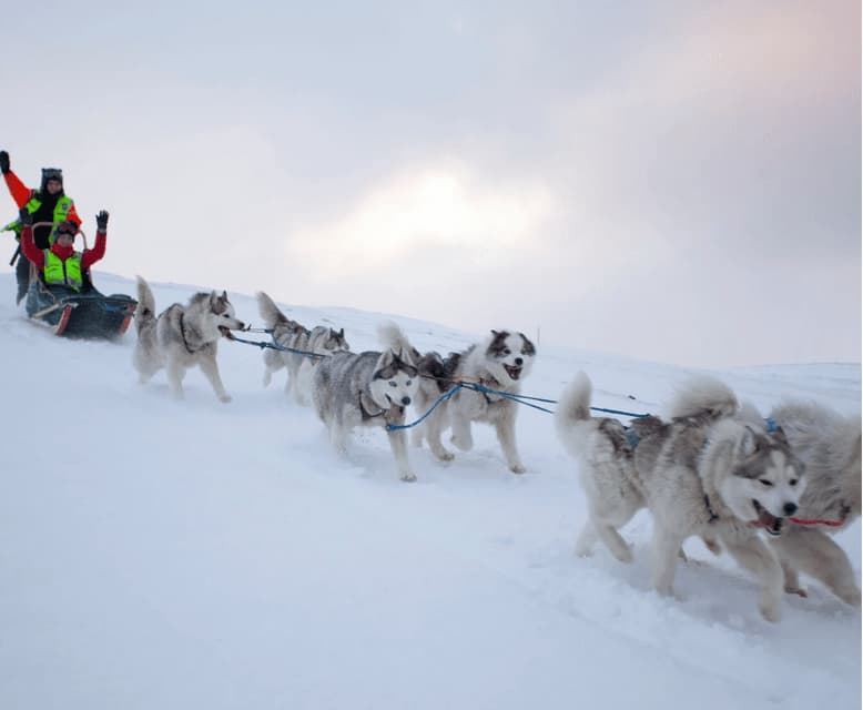 Un equipo de perros husky arrastra un trineo con un grupo de WeRoad por un paisaje blanco y nevado.