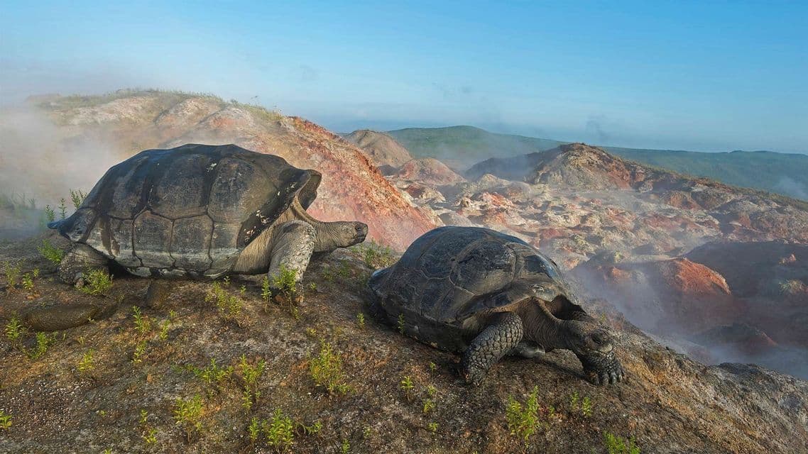 Deux tortues géantes sur une pente volcanique brumeuse surplombant un paysage accidenté et vallonné sous un ciel bleu clair.