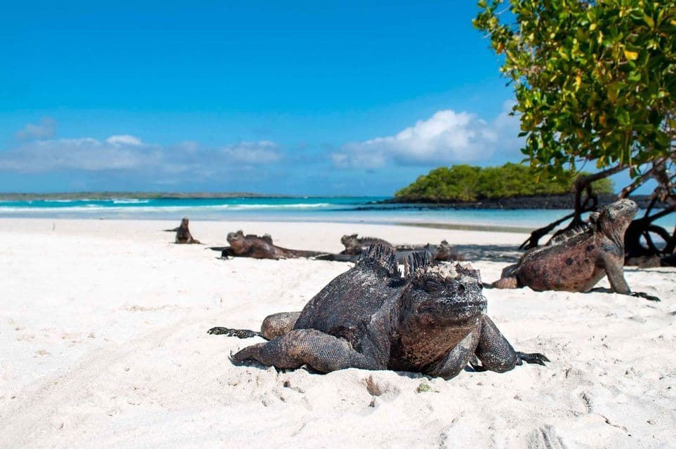 Diverse iguane marine riposano su una spiaggia di sabbia bianca accanto a un oceano turchese sotto un cielo azzurro brillante.