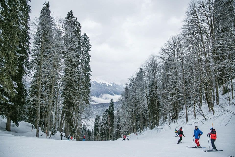 Un gruppo in viaggio con WeRoad scia su un'ampia pista innevata, circondato da alberi alti e ricoperti di neve, sotto un cielo nuvoloso.