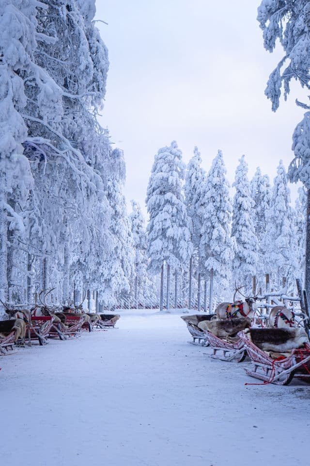 Renne aggiogate alle slitte attendono in fila su un sentiero innevato, in un bosco di alberi carichi di neve.