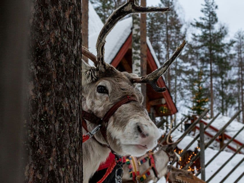 Un primo piano di una renna imbrigliata con grandi palchi che sbircia da dietro un albero in una foresta innevata.