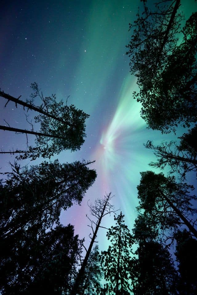 Uno scorcio dal basso, tra i profili di pini, dell'aurora boreale verde in un cielo notturno stellato.