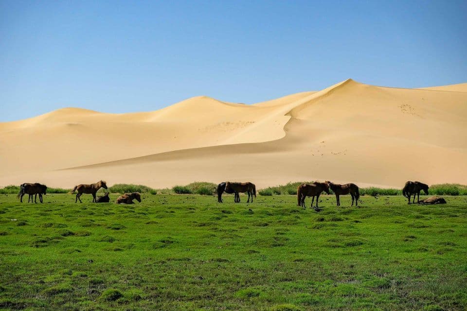 A herd of horses grazes in a green pasture with large sand dunes in the background under a clear sky.