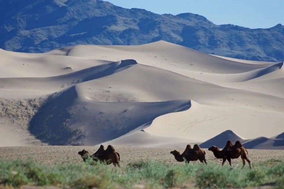 Bactrian camels walk across a grassy plain in front of large sand dunes and distant mountains under a clear blue sky.