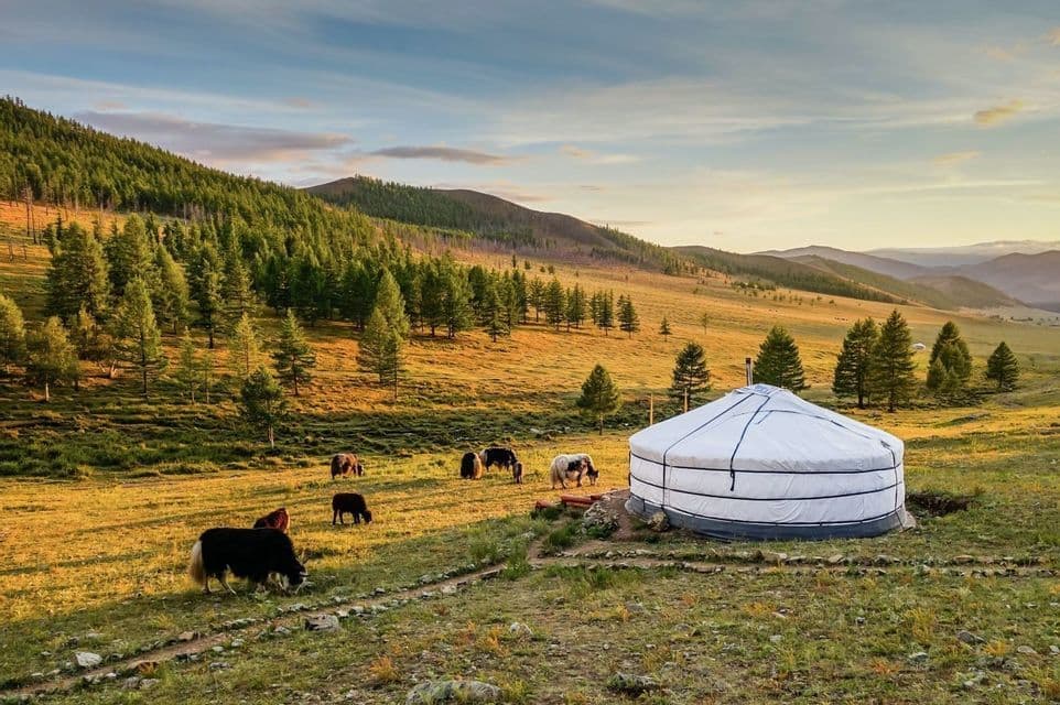 A white yurt stands in a grassy field as several yaks graze nearby, with forested hills in the background during sunset.