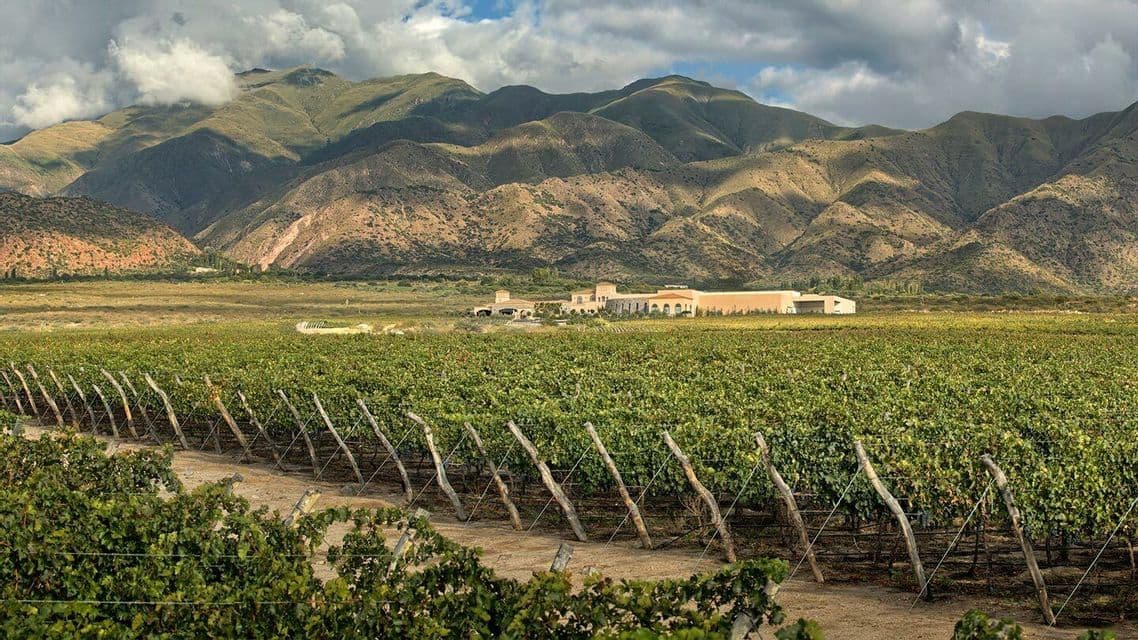 Hileras de viñedos en un viñedo con un gran edificio de bodega a lo lejos, con un telón de fondo de montañas onduladas bajo un cielo nublado.