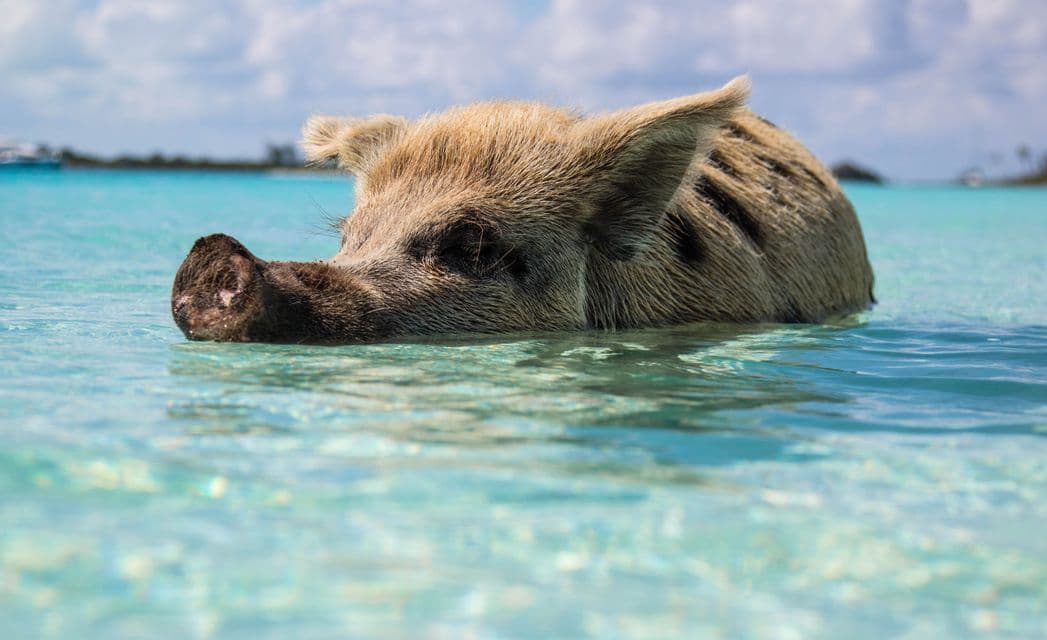 A pig swimming at Pig Beach in the Exuma Cays, Bahamas
